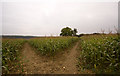 Chiltern Way junction in a field of sweetcorn