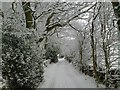 View from Manchester Rd, up the lane to Spring Grove