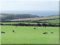 Field of cattle at Caerhafod near Llanrhian, Pembrokeshire