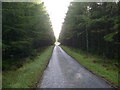 Minor road through woodland near Boghead