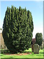 NY9166 : St. Michael's Church, Warden - yew trees in churchyard by Mike Quinn