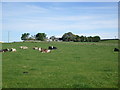 NJ8547 : Farmland, West Brucehill by JThomas