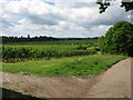 View over the orchards near Woolton Farm