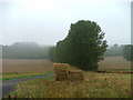 Poplars and a few bales of straw