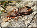 NS3678 : Shield bugs: Picromerus bidens by Lairich Rig