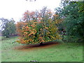 Autumn leaves at Kincraigie