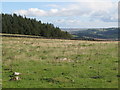NY8466 : Pastures and woodland near Fell House by Mike Quinn