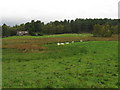 Marshland separates the flock