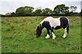 Lyme Regis : Horse in a Field