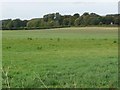 TA0464 : Field near West End Farm by Christine Johnstone
