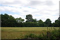 Wheat field off Barhatch Lane