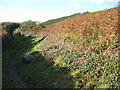 Coast path above Carne Beach