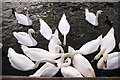 Mute Swans (Cygnus olor)