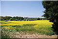 Oilseed rape south of Keycol Hill