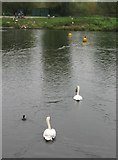 TQ6960 : Leybourne Lake and swans by David Anstiss