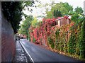 Autumnal colours in Warren Road, looking northwest