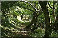 Fowey:  path to Coombe Haven