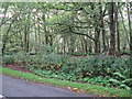 The edge of Midhurst Common from Bepton road