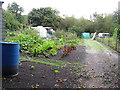 Allotments on the corner of Bepton Road and Pitsham Lane