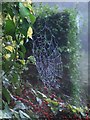 Autumnal cobweb in a suburban Sheffield garden