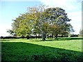 Small grove of trees