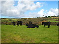 SW4936 : Cattle in a field at Amalebra by Rod Allday
