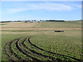 Farmland near Blachrie