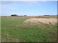 Farmland near Briggs Farm