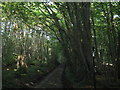 Bridleway on North Pole Road