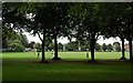 Trees, Wandsworth Park