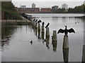 Cormorants at Atlantic Wharf