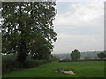 Field edge boundary to the West of Ubley