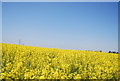 Oilseed rape near Lower Halstow