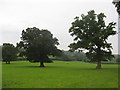 Organic Pasture Land with Two Trees at Lag Farm