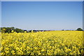 Rapeseed near Lower Halstow