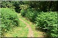 Path to Blackbrook Reservoir