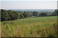 Corn Field near Upper Barn