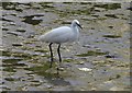 Egret, Batson Creek