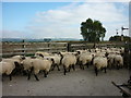 Rush hour at Crabley Creek Farm