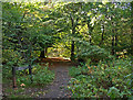Path in Craigston Wood, Johnstone
