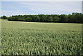 Wheat south of Holmwood Place