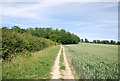 Footpath along the edge of a wheat field