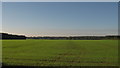 Field near Beveridge Bottom Wood