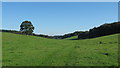 Valley near Clavertye Wood