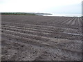 Potato fields above Sennen Cove