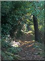 Path through Hutcliffe Wood