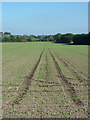 SO8498 : Crop field near Great Moor, Staffordshire by Roger  D Kidd