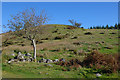 Hillside and tree by Coed Wenallt