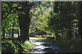 Mountain road above Dolhendre