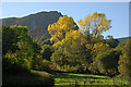 Trees south of the Afon Lliw